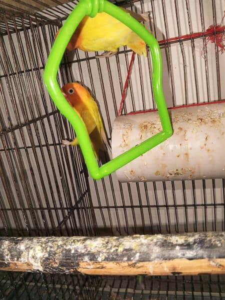 lutino personata black eye Breeder pair 2