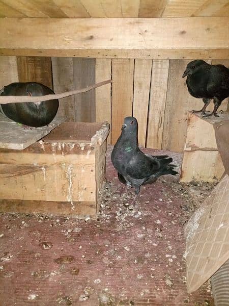 Pigeon Kabootar for Sale 0