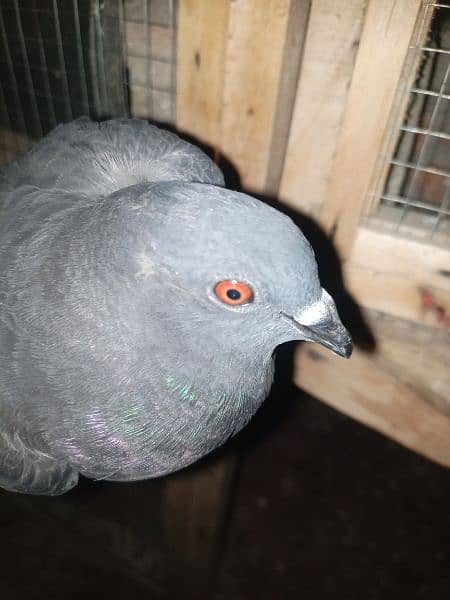 Pigeon Kabootar for Sale 2