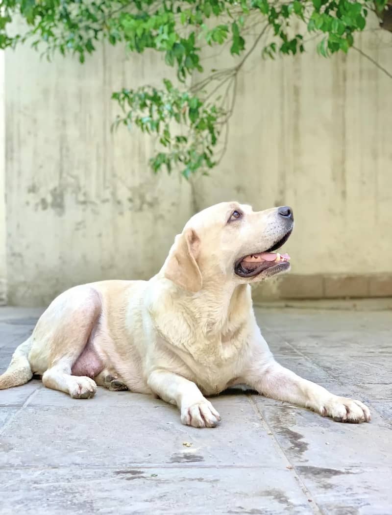 Adult Female Pedigreed British Labrador Retriever 1