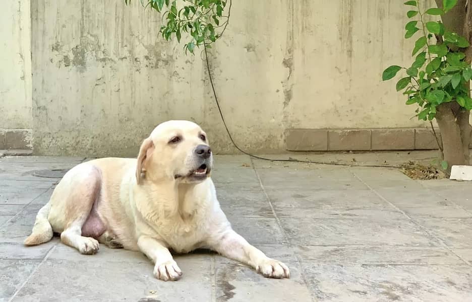 Adult Female Pedigreed British Labrador Retriever 2