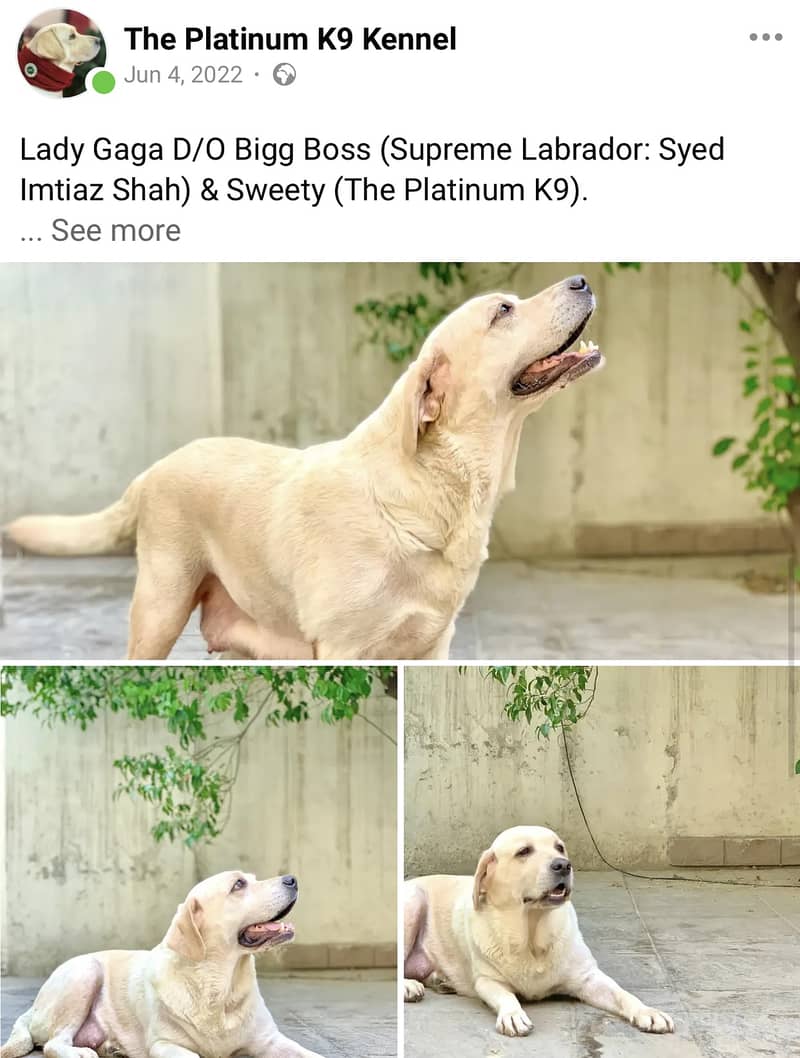 Adult Female Pedigreed British Labrador Retriever 3