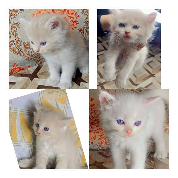 Cat / Persian / Double / Tripple / Coat / Doll face / Cute / Beautiful 4