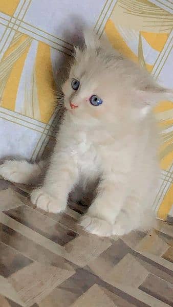 Cat / Persian / Double / Tripple / Coat / Doll face / Cute / Beautiful 5