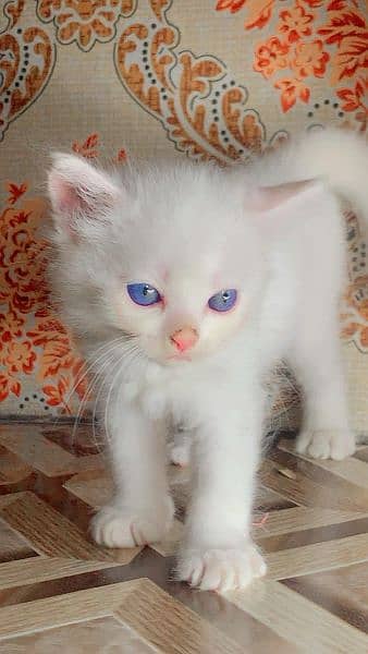 Cat / Persian / Double / Tripple / Coat / Doll face / Cute / Beautiful 6