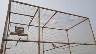 پنجرہ cage pinjra pigeon