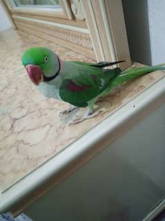 taking parrot for sell