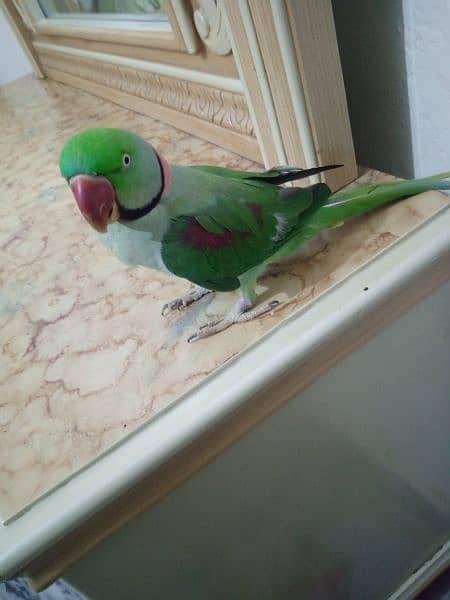 taking parrot for sell 0