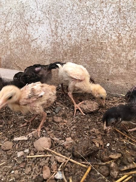 Aseel chicks for sale 12