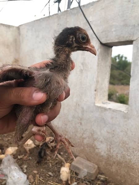Aseel chicks for sale 13