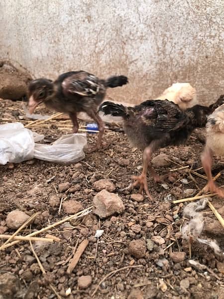 Aseel chicks for sale 14