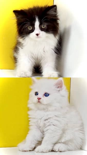 Blue eyed kitten / Bicolor kitten / Punched face kitten for sale 5