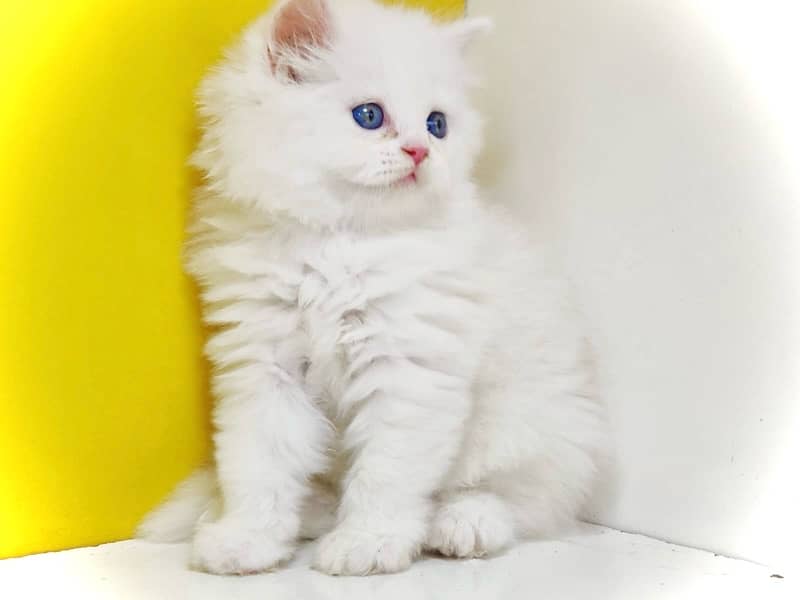Blue eyed kitten / Bicolor kitten / Punched face kitten for sale 1