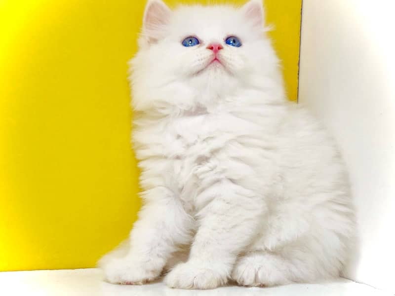 Blue eyed kitten / Bicolor kitten / Punched face kitten for sale 2
