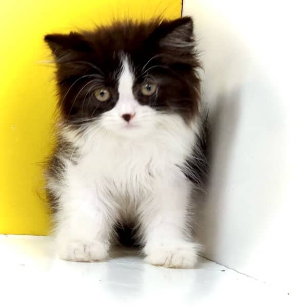 Blue eyed kitten / Bicolor kitten / Punched face kitten for sale 3