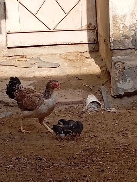 Aseel Chicks for Sale 0