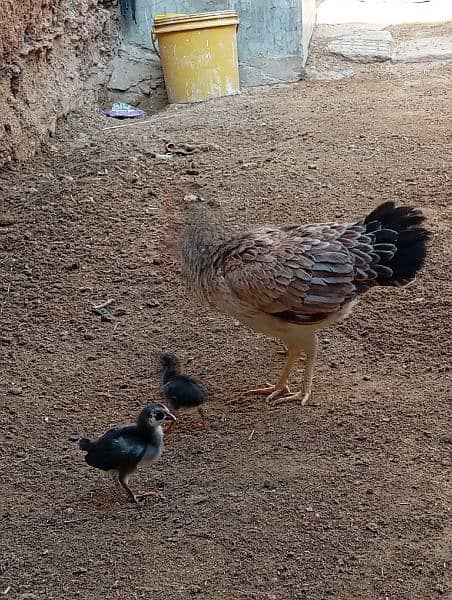 Aseel Chicks for Sale 3