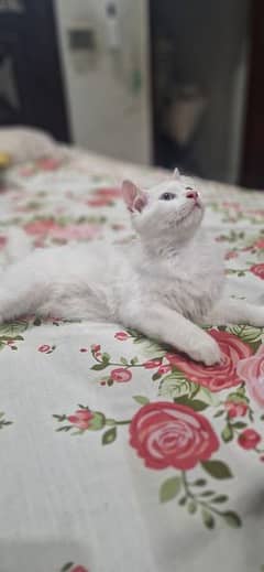 kitten 3 months Dol face breed 0