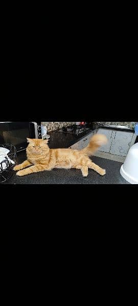 male and female Persian cats 1 year old both. 1