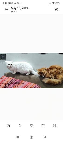male and female Persian cats 1 year old both. 2