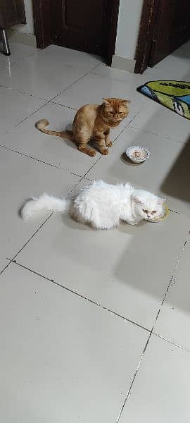 male and female Persian cats 1 year old both. 8