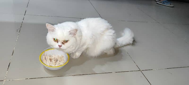 male and female Persian cats 1 year old both. 12