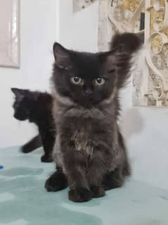 Persian black kittens