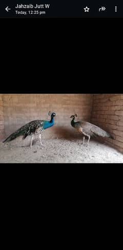 peacock pair 0