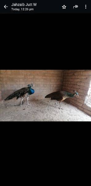peacock pair 1