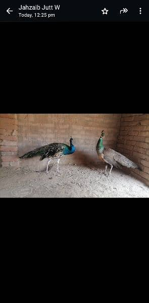 peacock pair 2