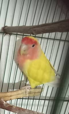 love bird for sale or box 450