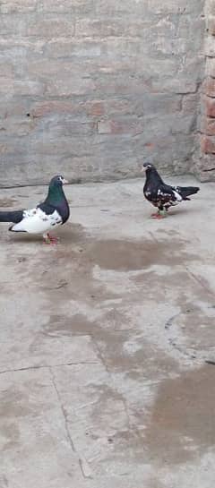 black khal pair