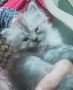 2 cute pure persion grey and white kitten looking for new home