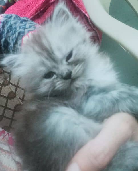 2 cute pure persion grey and white kitten looking for new home 0