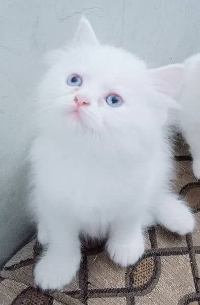 2 cute pure persion grey and white kitten looking for new home 1