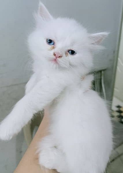 2 cute pure persion grey and white kitten looking for new home 2