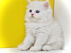 Blue eyed kitten / Bicolor kitten / Punched face kitten for sale