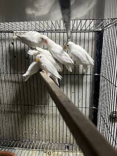 love birds Albino Parblue pastelino
