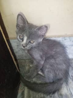 British shorthair kittens