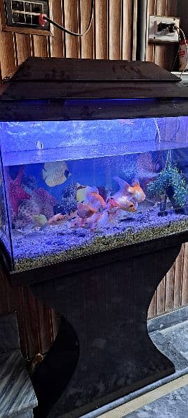 Fish aquarium for sale. 2