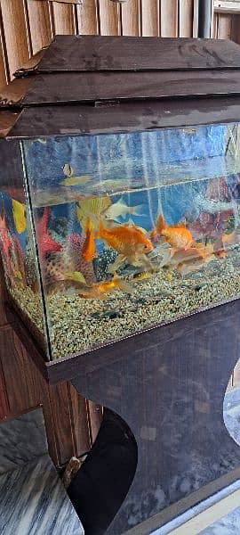 Fish aquarium for sale. 3