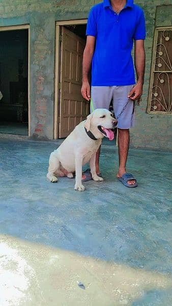 labry dog ashi quality ka 11 month age h 1