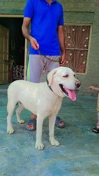 labry dog ashi quality ka 11 month age h 2