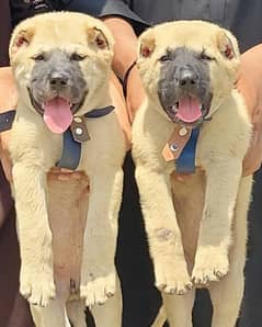 security dog's Kurdish kangal pair 2 months for sale 0