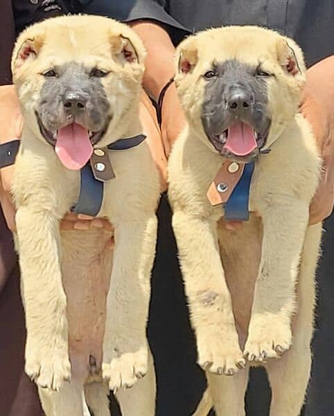 security dog's Kurdish kangal pair 2 months for sale 0