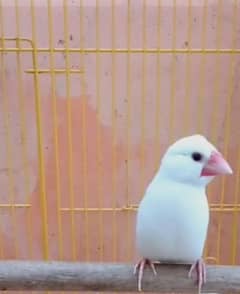 masallah healthy and active wite jawa male for sale  03061840577