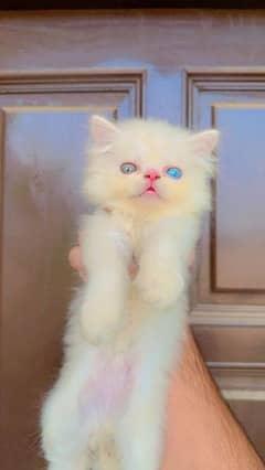 peki face . . . . Persian kittens