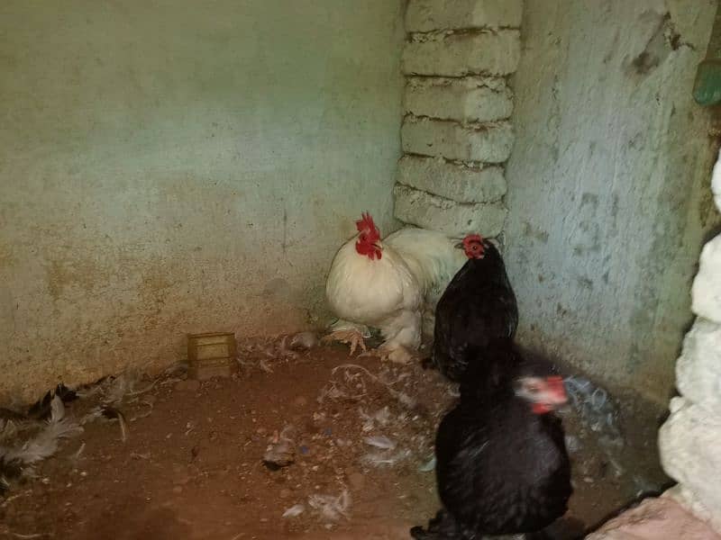 Fancy Bantam 1 male 2 females available. . confirm breder 0