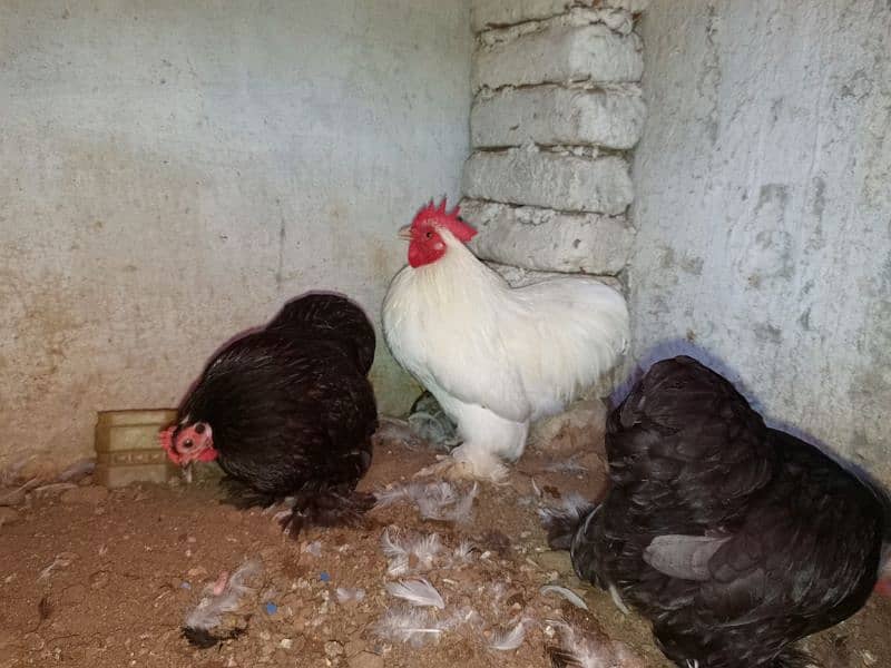 Fancy Bantam 1 male 2 females available. . confirm breder 1