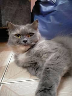 Persian kitten/ cats / kitten/ pets cats / Persian/breed/